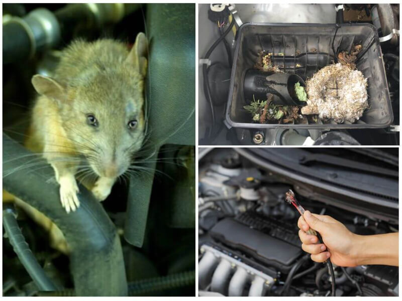 Chuột xâm nhập ô tô để lại hậu quả nghiêm trọng