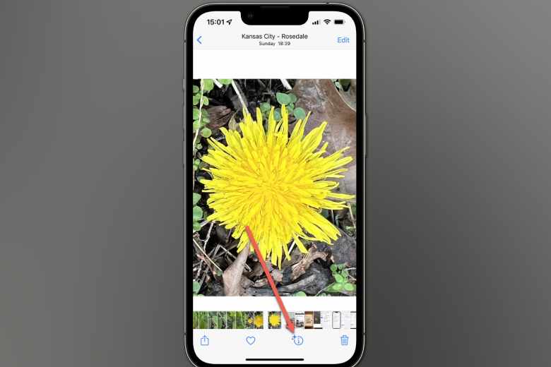 hướng dẫn sử dụng visual look up trên ios 17